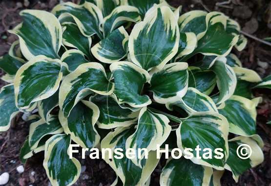 Hosta Mini Skirt